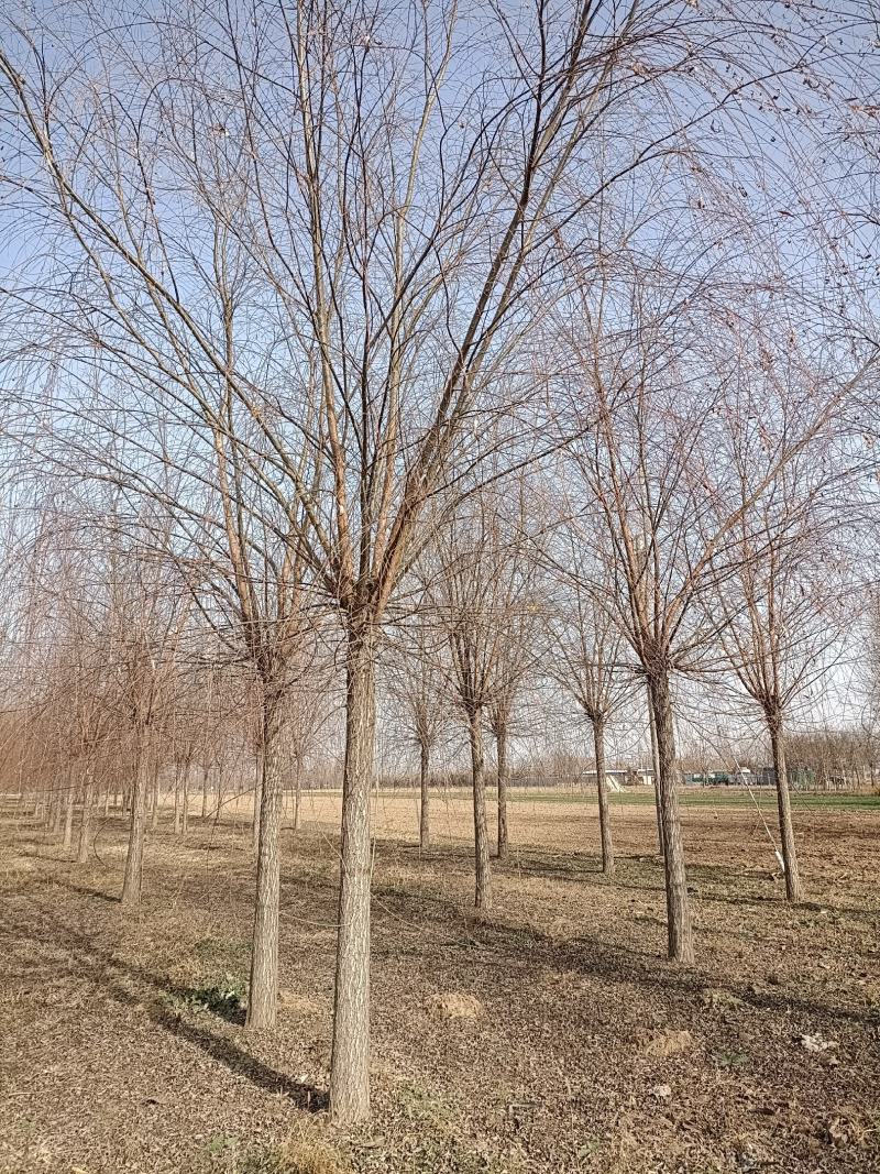 大量销售，4-15公分垂柳，树形好，价格实惠，规格齐全，