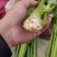 芹菜上市了