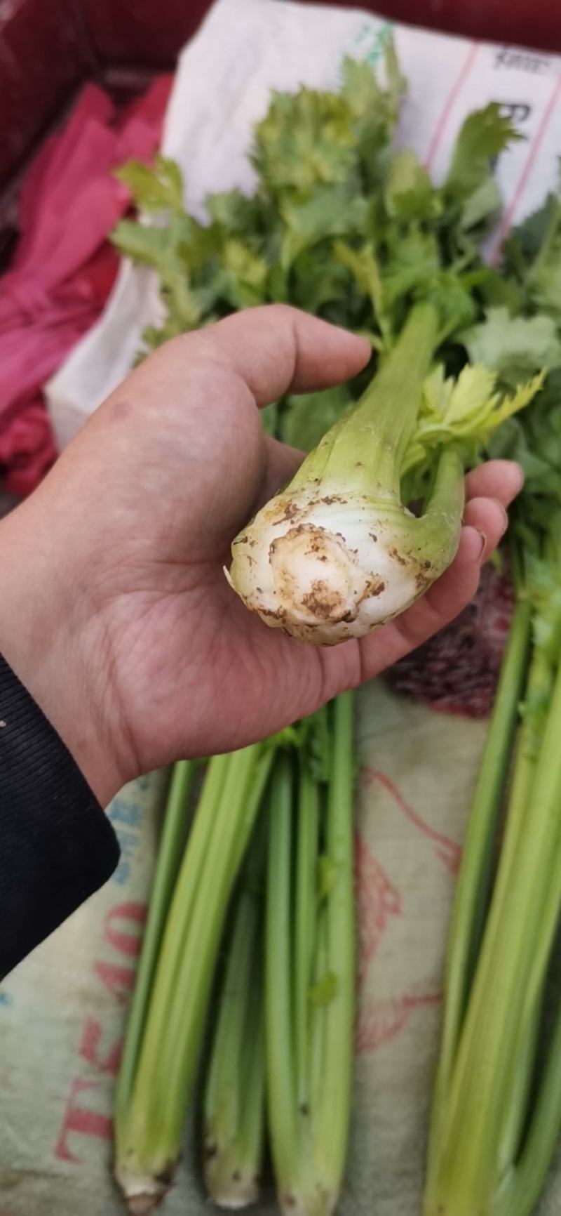 芹菜上市了