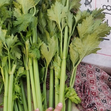 芹菜上市，欢迎电话骚扰