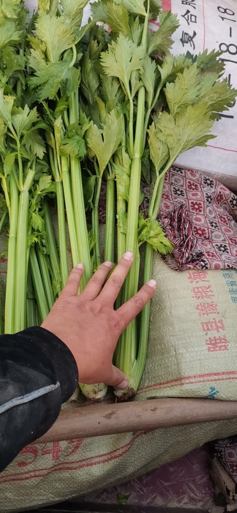 芹菜上市，欢迎电话骚扰