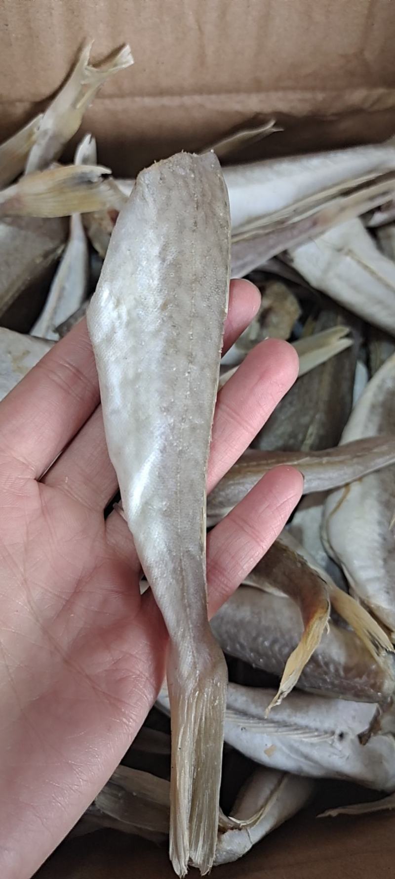 皮棍鱼，一款咸鱼，没有任何乱刺，质量保证，净13斤
