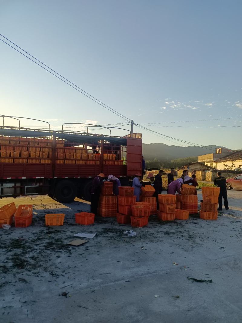 皇帝柑广东皇帝柑山地黄果大吨位供应商超各大市场对接