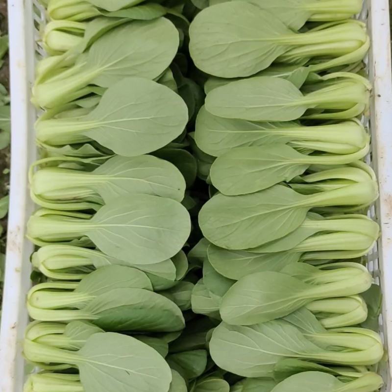 食堂包子店专用大量有货