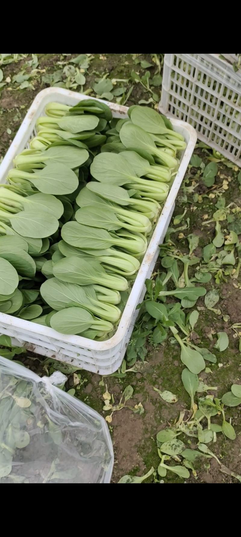 食堂包子店专用大量有货