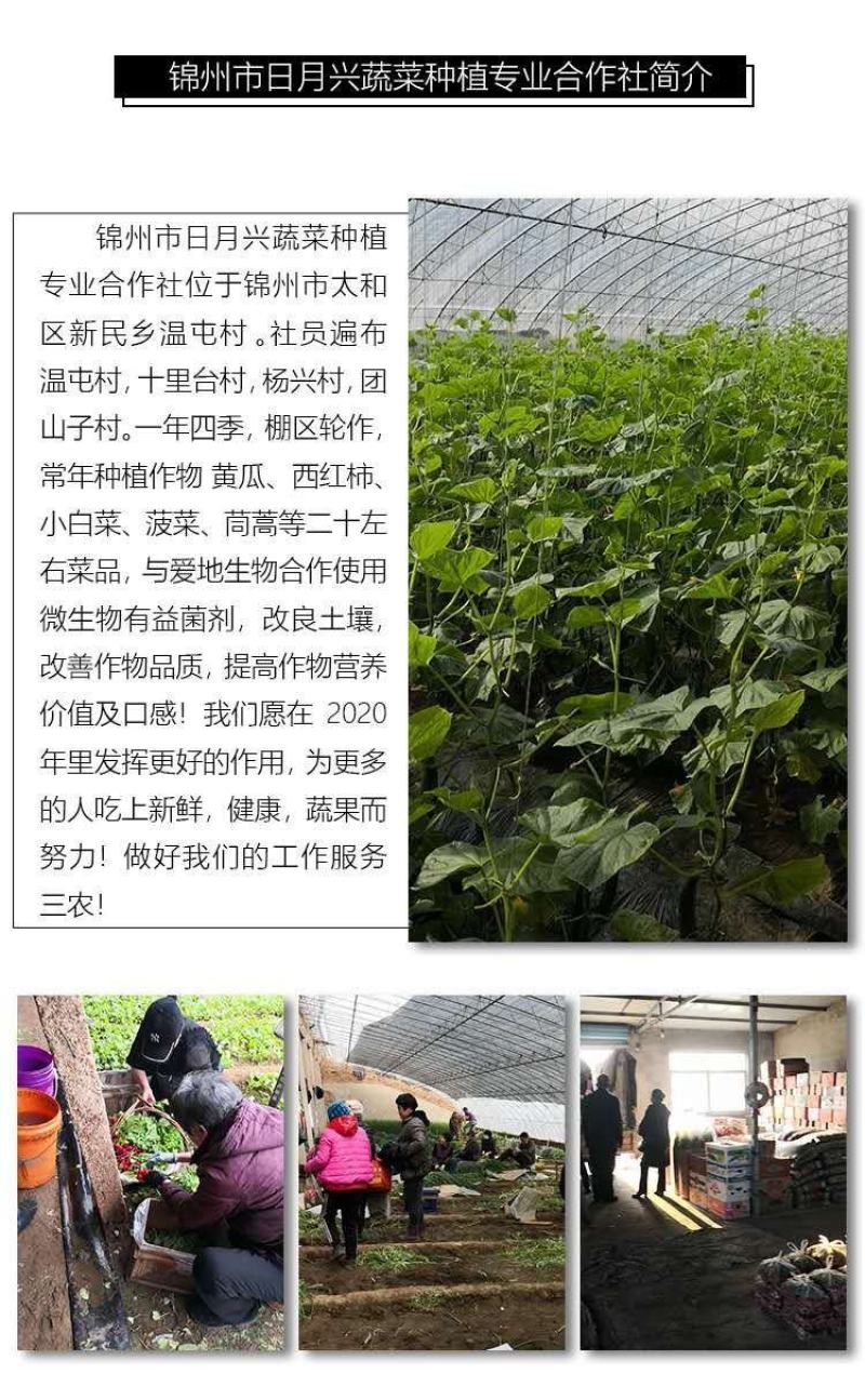 辽宁省锦州市菠菜叶片舒展颜色好活漂亮，信誉好，质量有保障