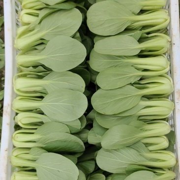 特级精品上海青大中小课大量上市