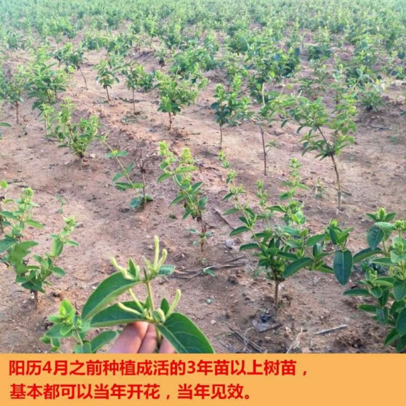 树型金银花苗四季金银花树平邑金银花品种对版批发苗包邮