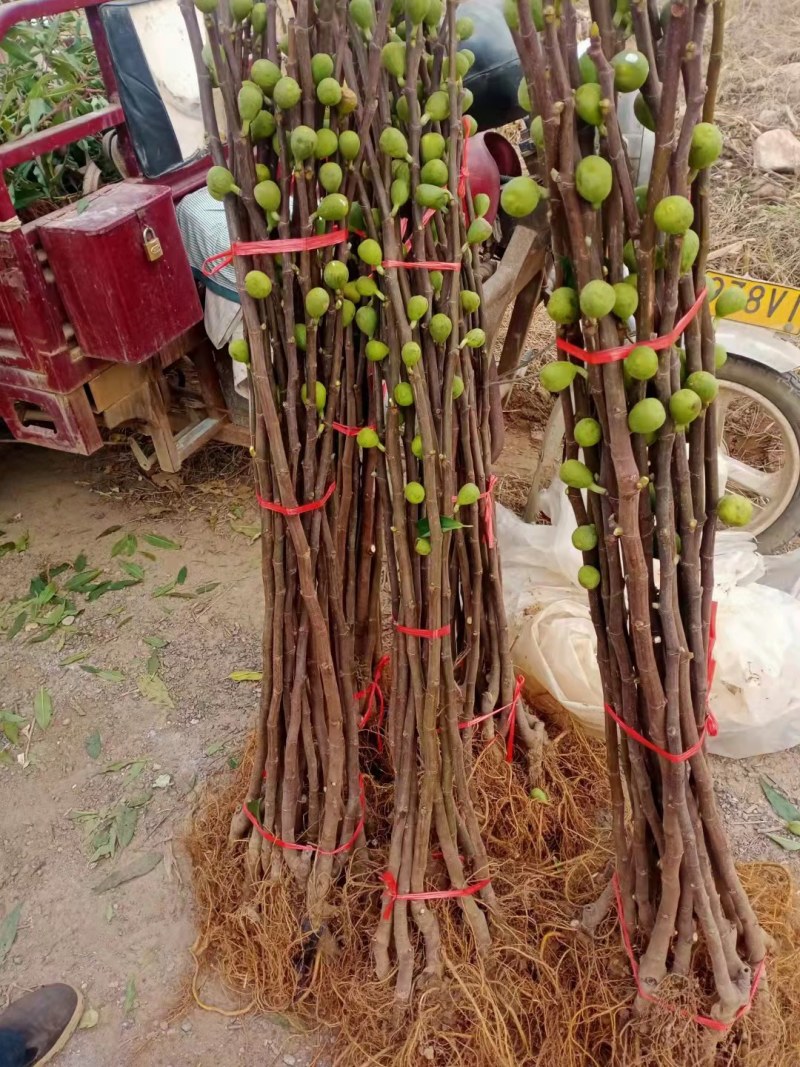 布兰瑞克无花果苗特大无花果树苗青皮无花果树南北方种植批发