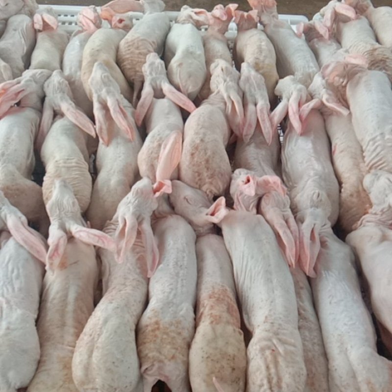 扒皮，活兔宰杀，优质兔肉，价格美丽，一手货源，买的放心，