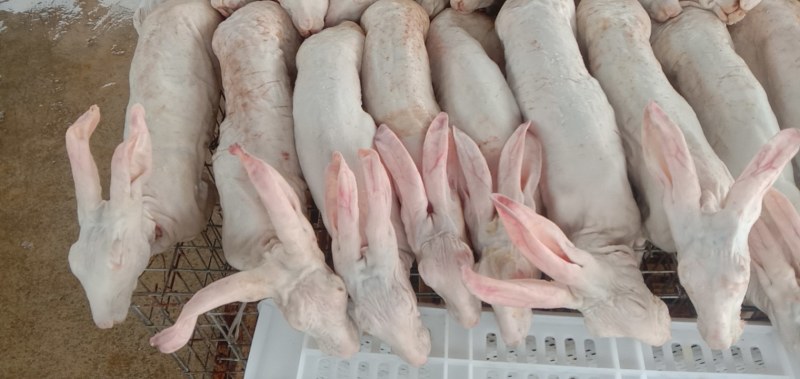 扒皮，活兔宰杀，优质兔肉，价格美丽，一手货源，买的放心，