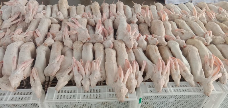 扒皮，活兔宰杀，优质兔肉，价格美丽，一手货源，买的放心，