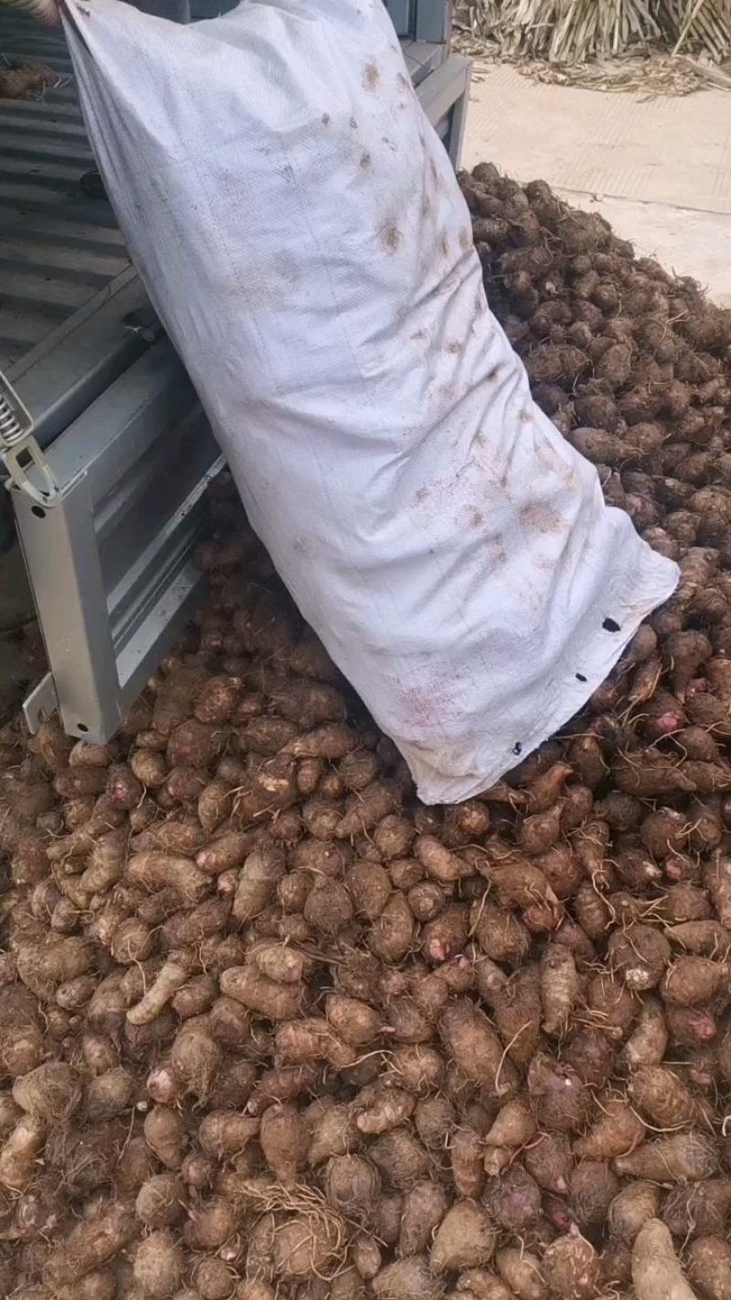 下单就送500斤，红芽芋头大量上市，诚信者，赢天下