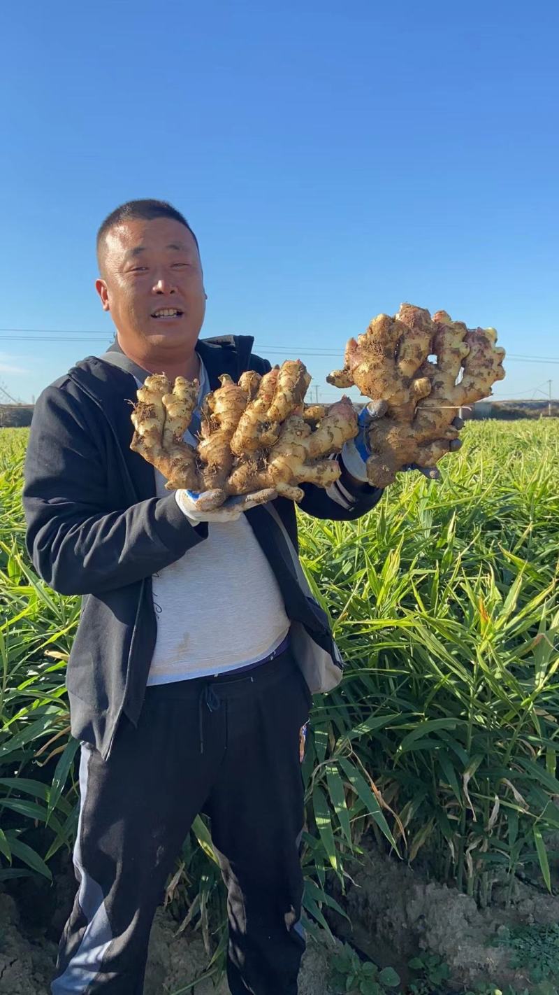 山东大姜产地一手货源常年供应货源充足支持全国发货