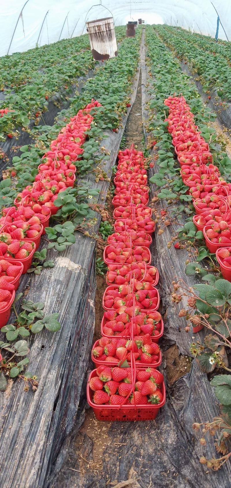 商丘梁园区万亩草莓基地火爆来袭品种规格全价格低服务好