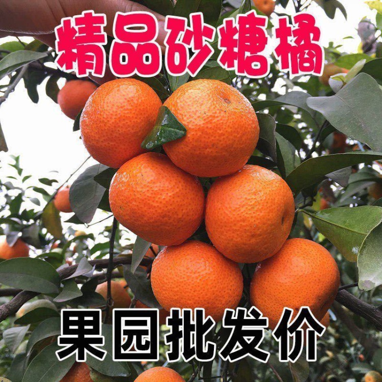 ランキング2024 沙糖桔批发]砂糖橘柑橘广东砂糖橘，广州砂糖橘一手货源产地直采 果物
