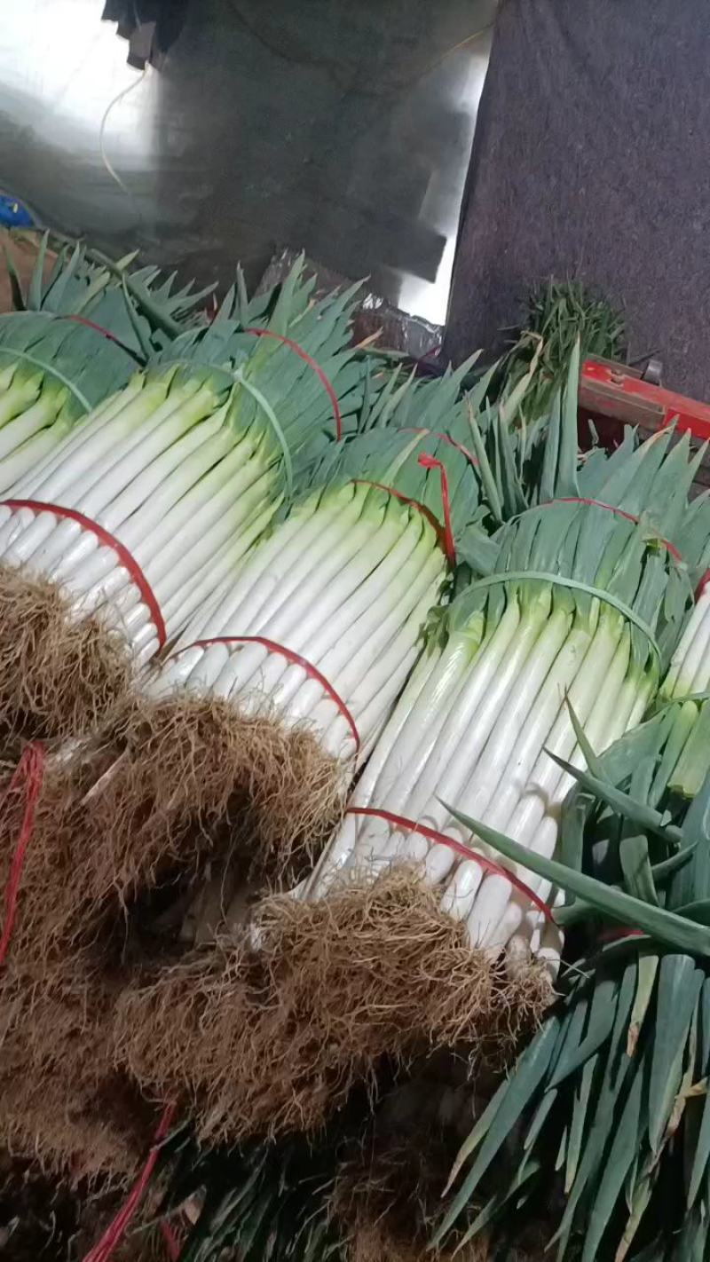 安丘大葱