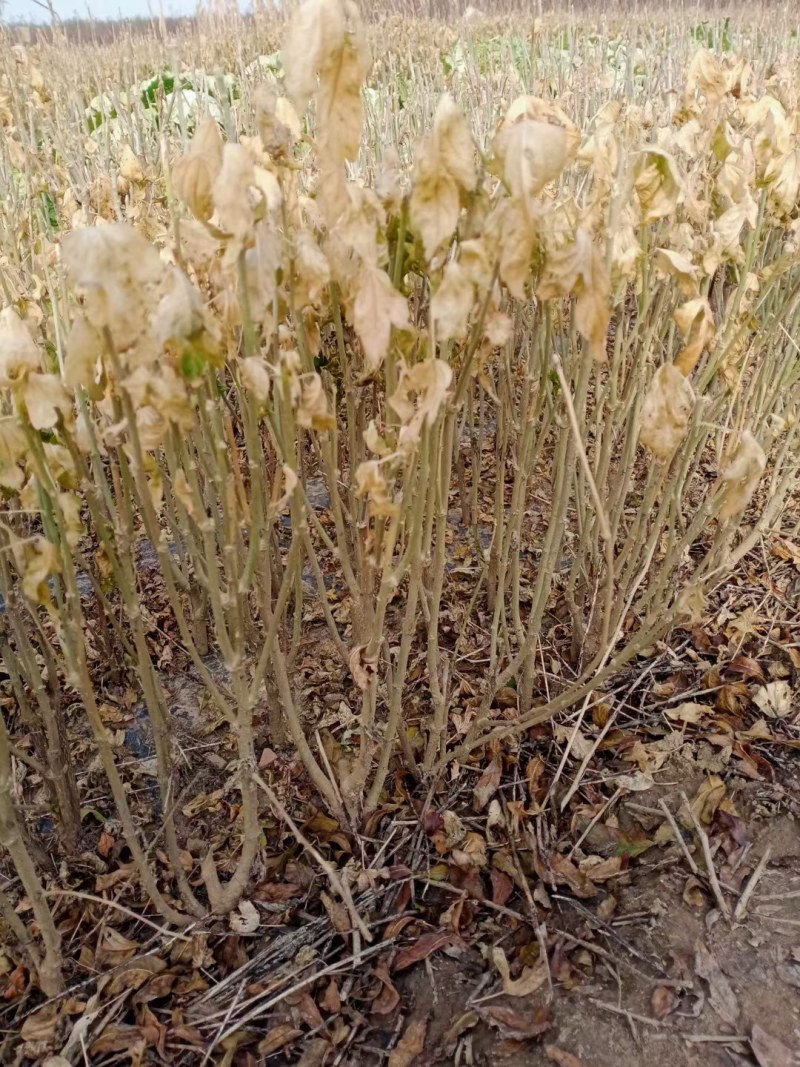 江湖产品树苗矮化丛生木槿树绿化苗木槿苗可食用木槿花苗包邮