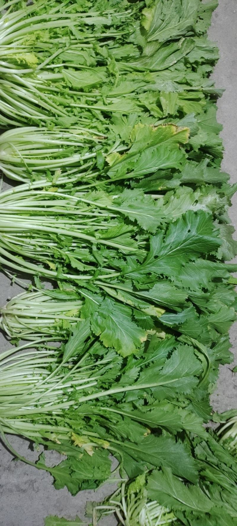 慈溪博海果蔬乌干菜基地大量上市