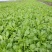 慈溪博海果蔬乌干菜基地大量上市