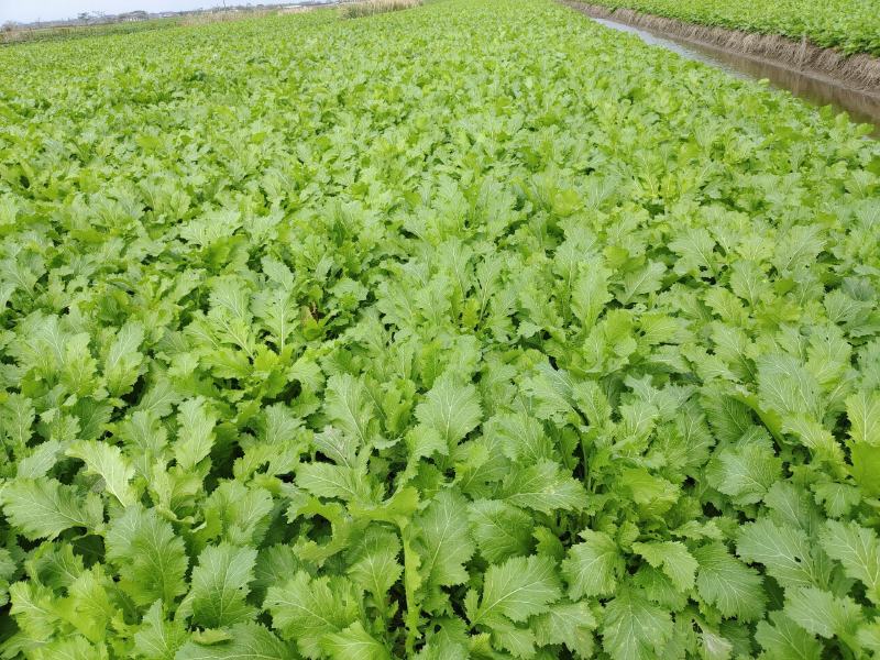 慈溪博海果蔬乌干菜基地大量上市