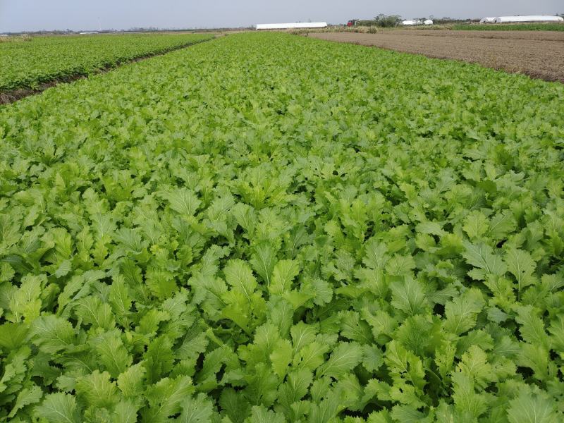 慈溪博海果蔬乌干菜基地大量上市