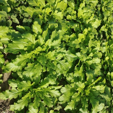 慈溪博海果蔬乌干菜基地大量上市