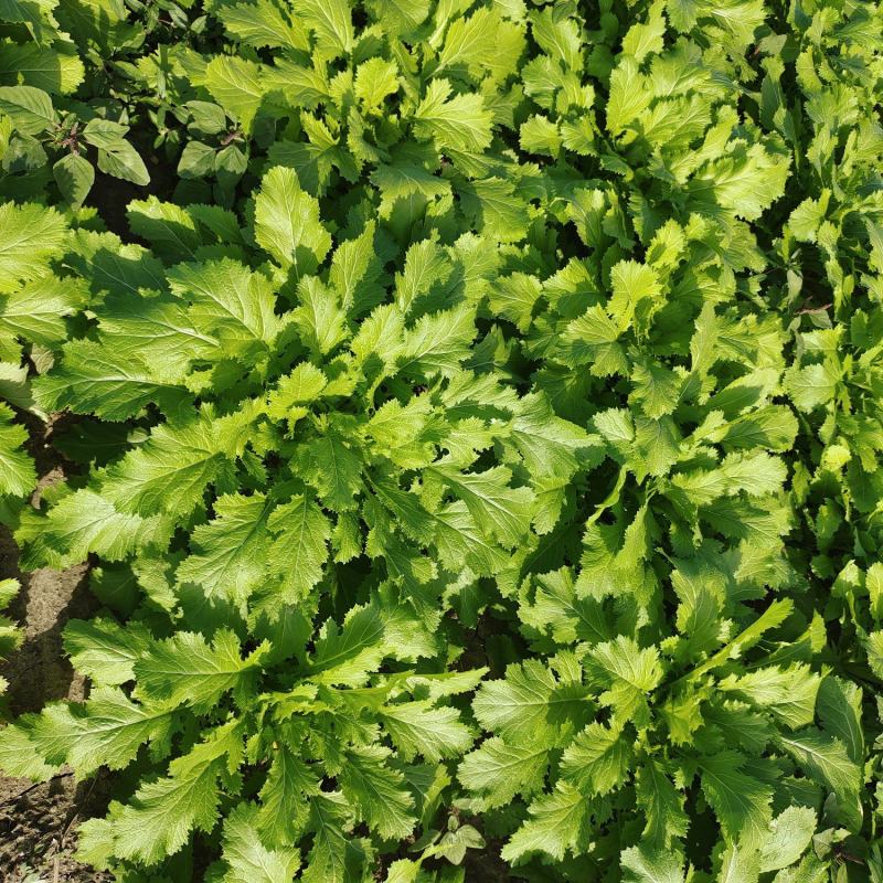 慈溪博海果蔬乌干菜基地大量上市