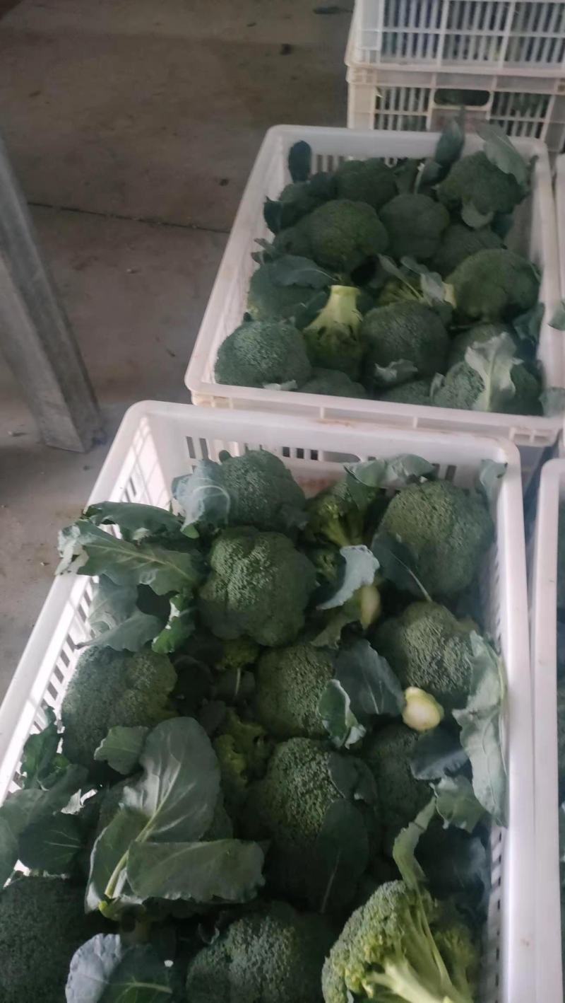 精品小米粒，西兰花，有冷库一条龙服务，打包散装，质量保证