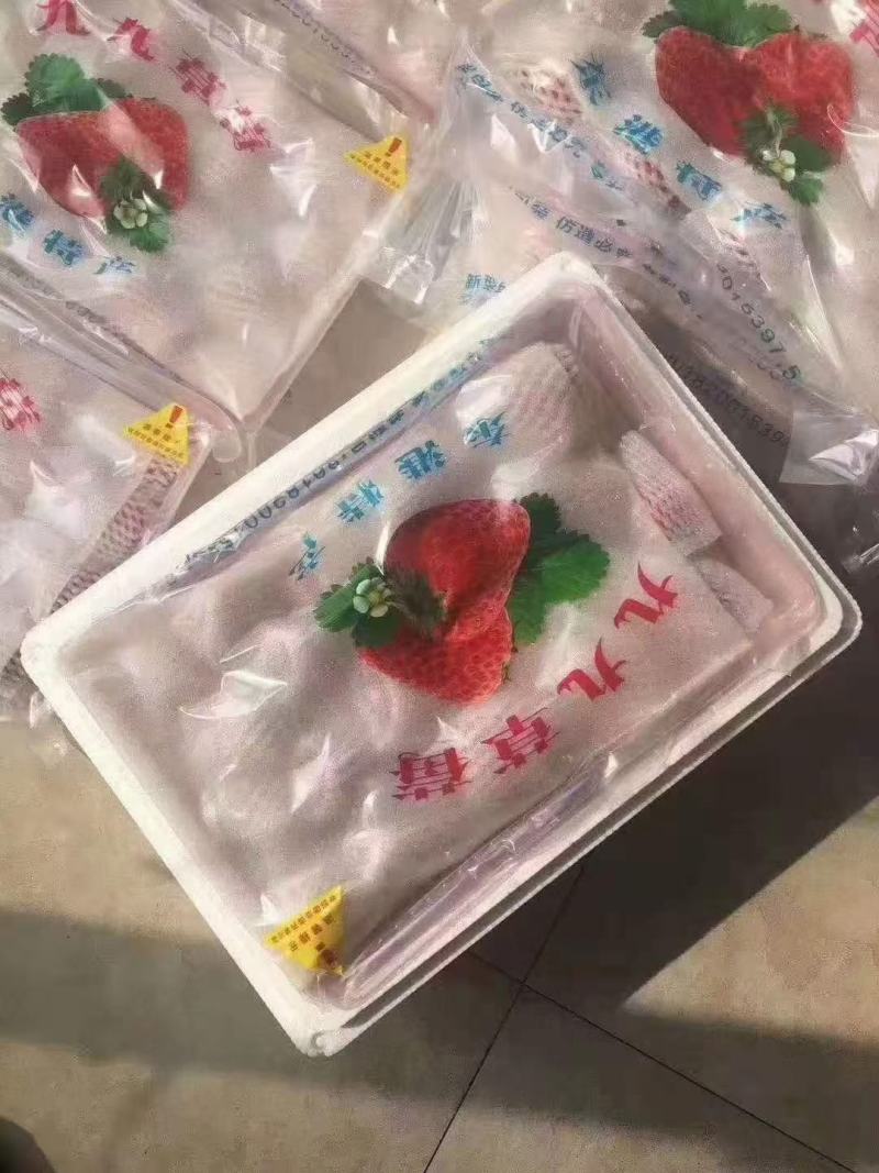 精品辽宁草莓草莓电商微商代发批发