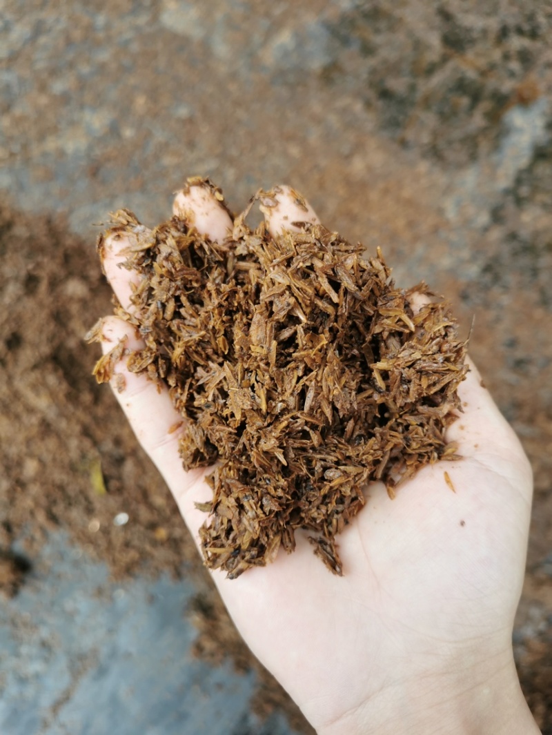 大量出售五粮液白酒糟，每天全国现货发车。量大从优。