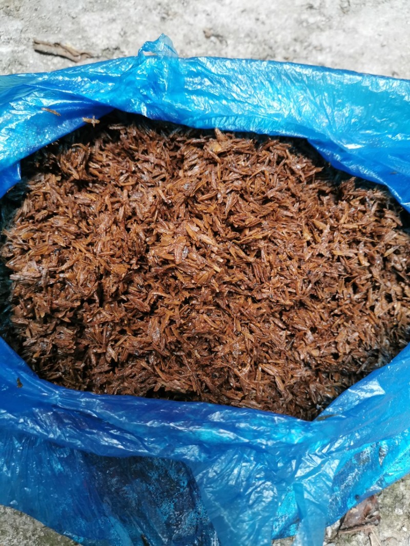 大量出售五粮液白酒糟，每天全国现货发车。量大从优。