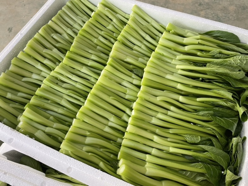精品菜芯甜菜心广东菜芯基地直销现收现发新鲜出货量大从优