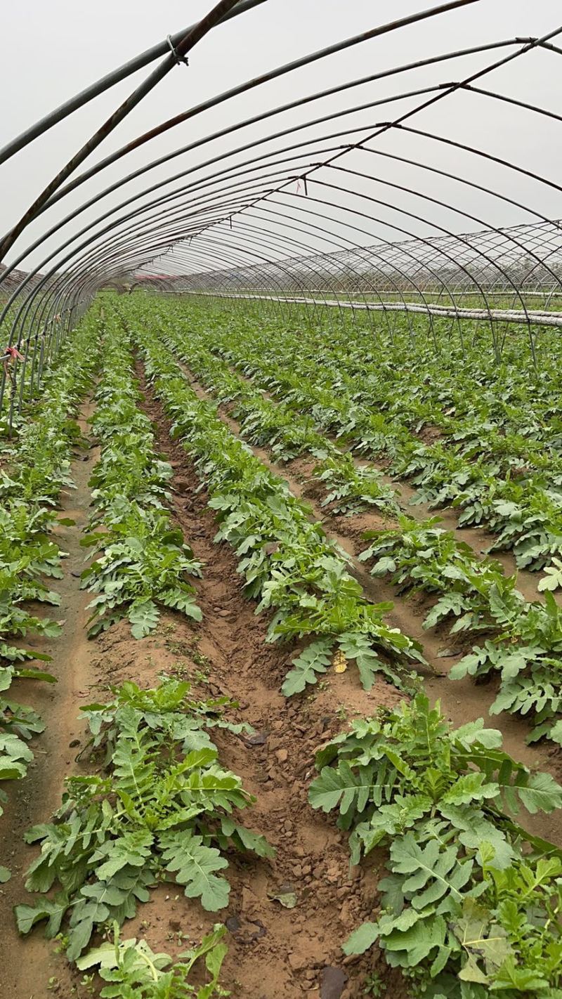 大量供应春雷萝卜水煮关东煮压圆工厂加工7-9厘米