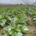 大量供应春雷萝卜水煮关东煮压圆工厂加工7-9厘米