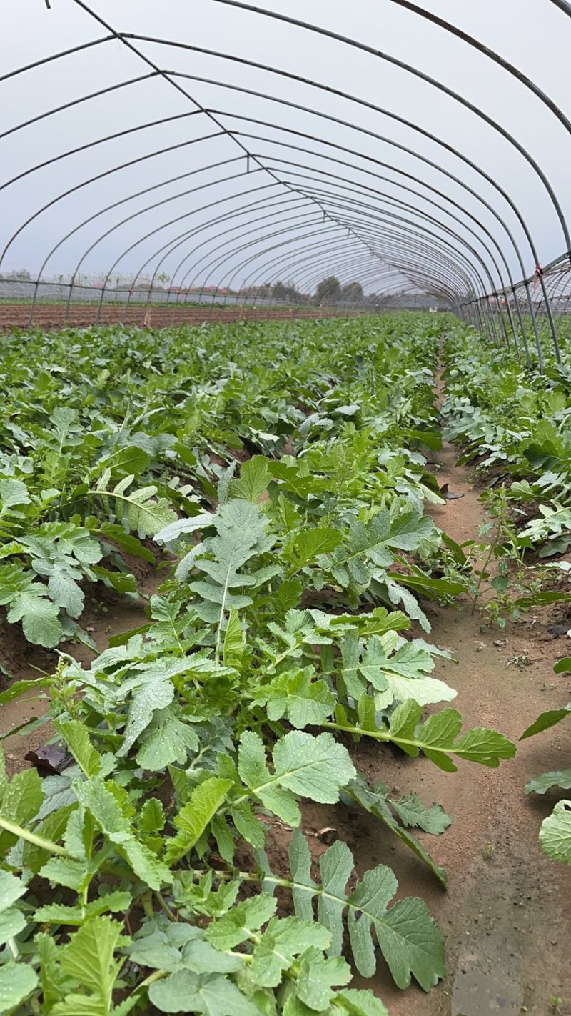 大量供应春雷萝卜水煮关东煮压圆工厂加工7-9厘米