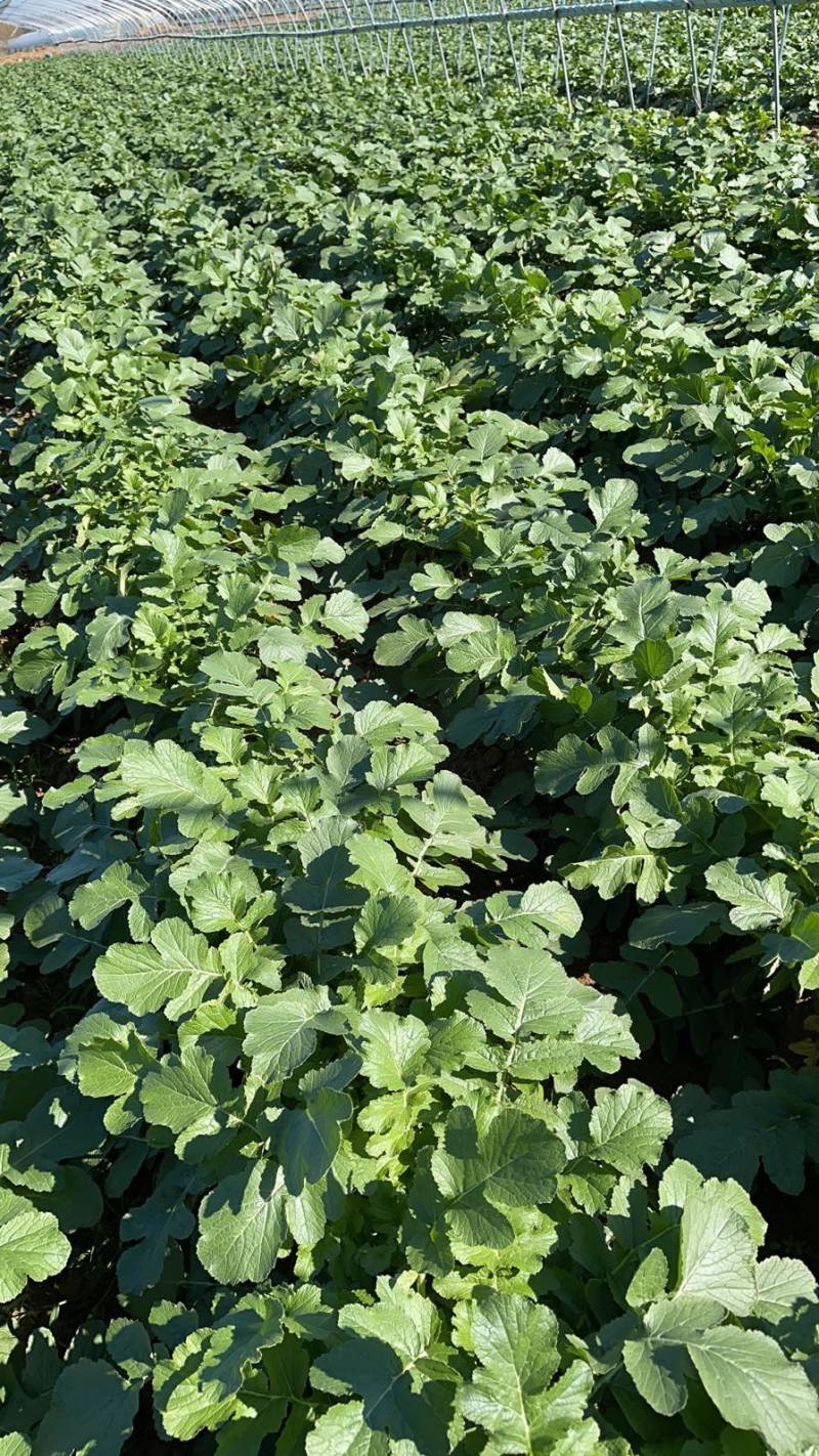 大量供应春雷萝卜水煮关东煮压圆工厂加工7-9厘米