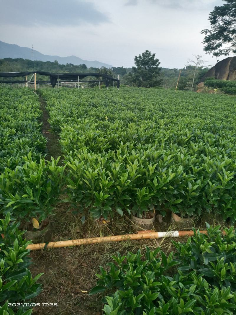 基地自产，大量供应，非洲茉莉20一100高