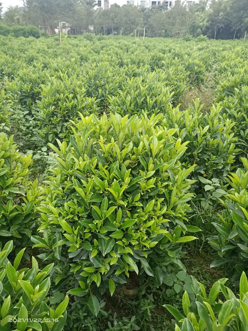 基地自产，大量供应，非洲茉莉20一100高