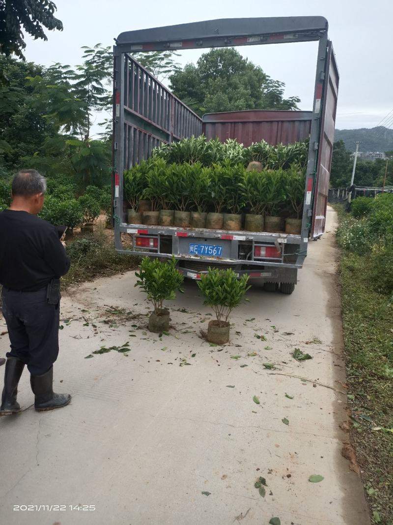 基地自产，大量供应，非洲茉莉20一100高