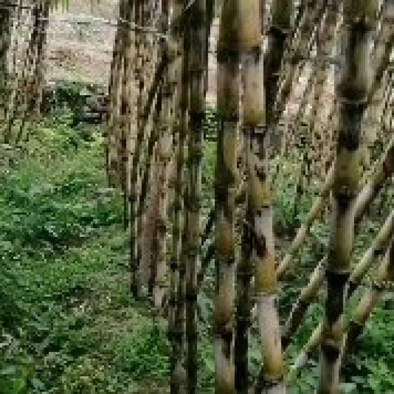 贵州甘蔗青皮甘蔗产地推销一手货源货量充足欢迎选购