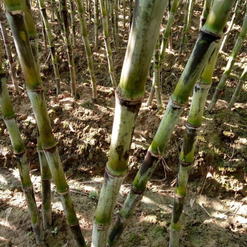 贵州甘蔗青皮甘蔗产地推销一手货源货量充足欢迎选购