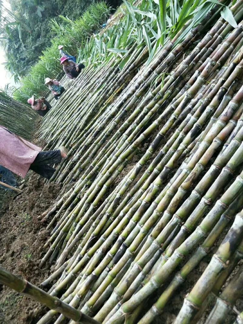 贵州甘蔗青皮甘蔗产地推销一手货源货量充足欢迎选购