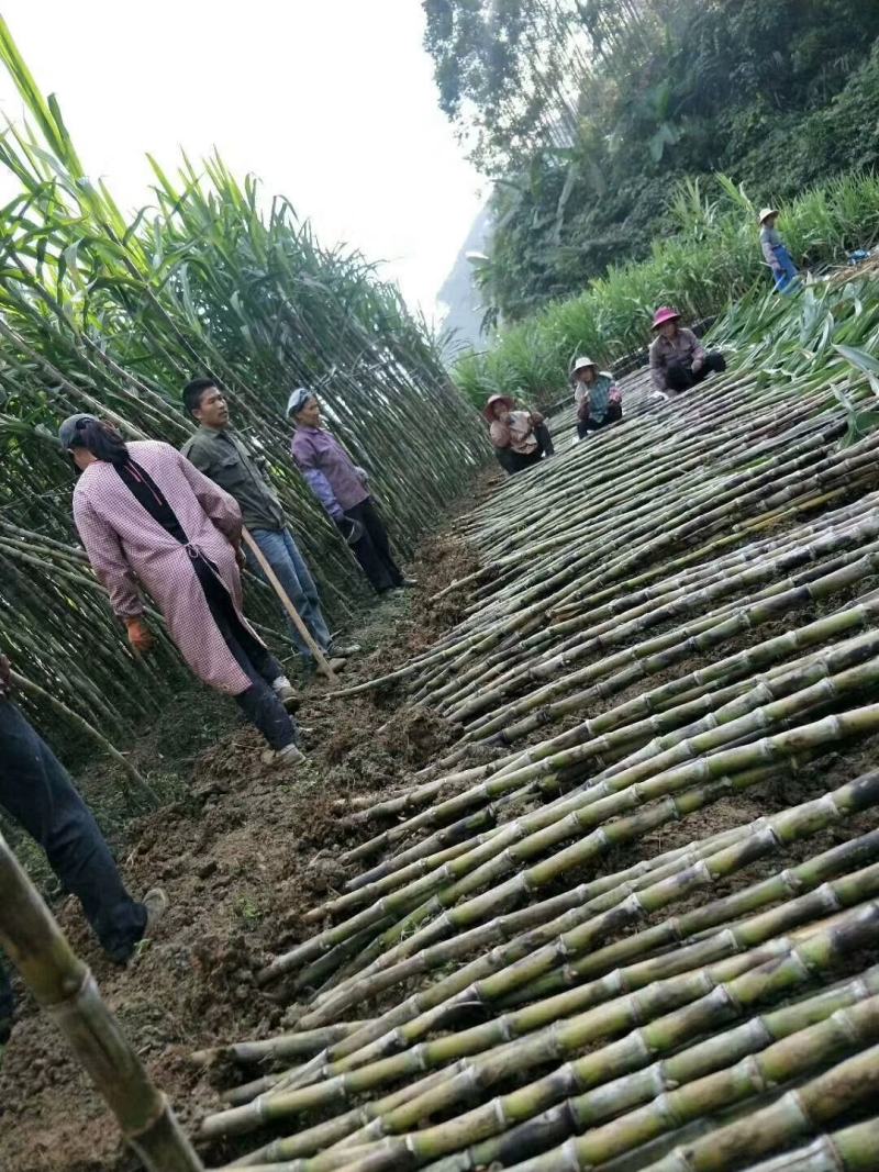 贵州甘蔗青皮甘蔗产地推销一手货源货量充足欢迎选购