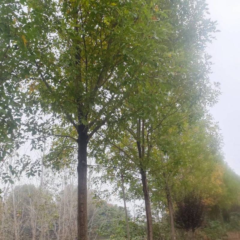 【牛商热卖】速生白腊基地种植大量供应欢迎考察