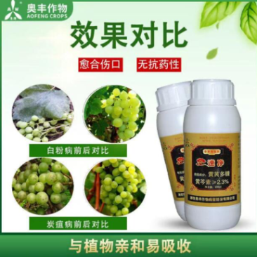 奥力克水剂速净白粉病黑星病炭疽病搭配达蒜油好