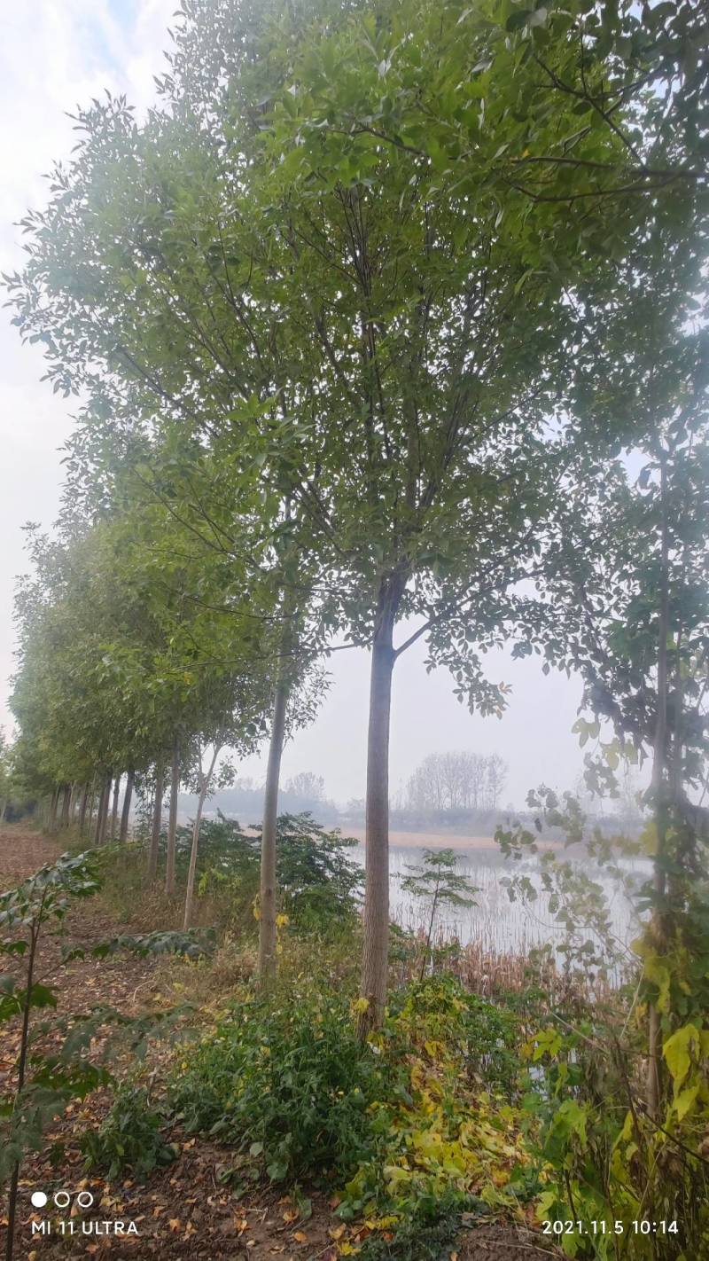 【牛商热卖】速生白腊基地种植大量供应欢迎考察