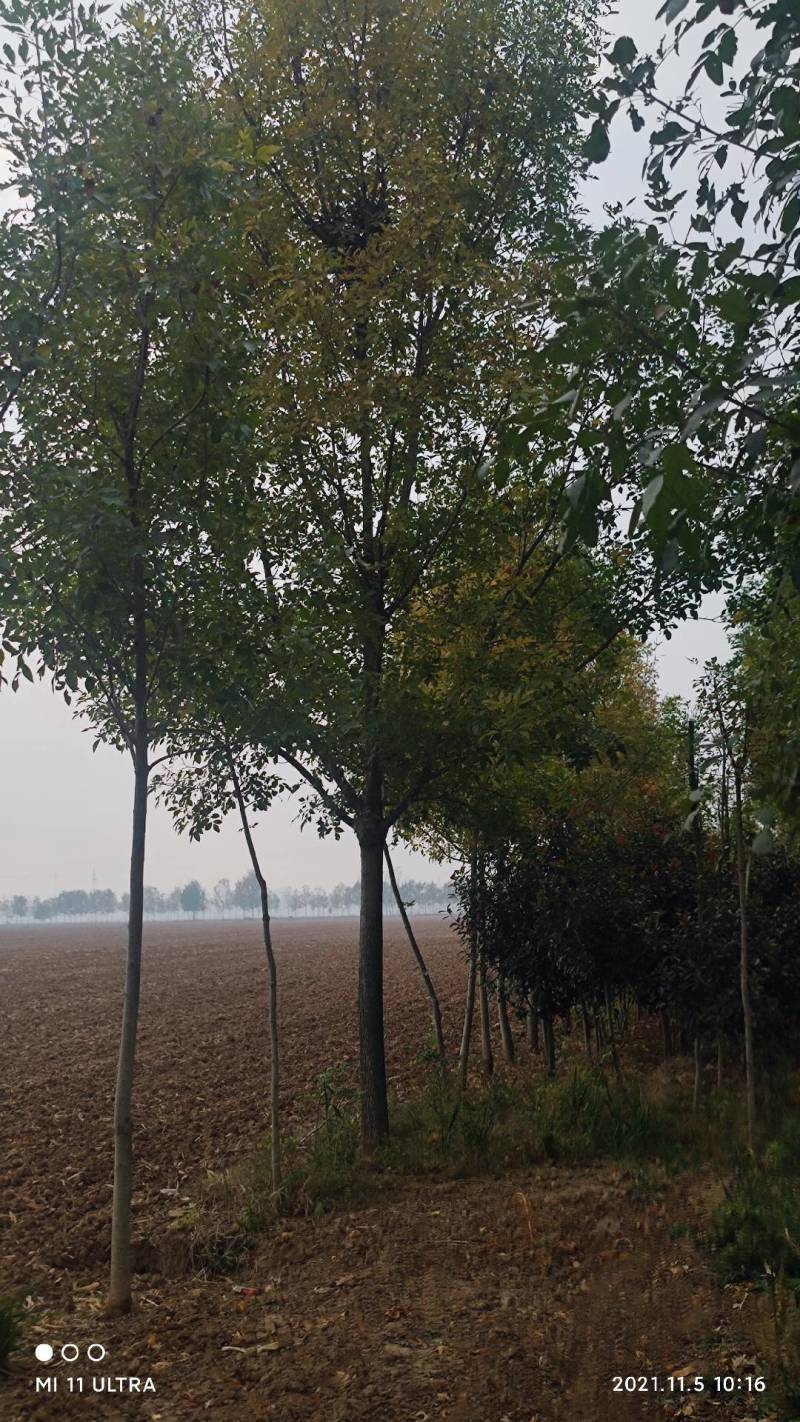 【牛商热卖】速生白腊基地种植大量供应欢迎考察
