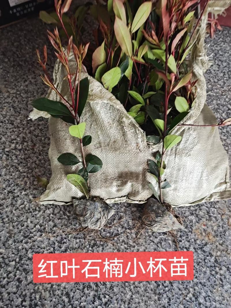 红叶石楠红叶石楠大杯苗红叶石楠小杯苗