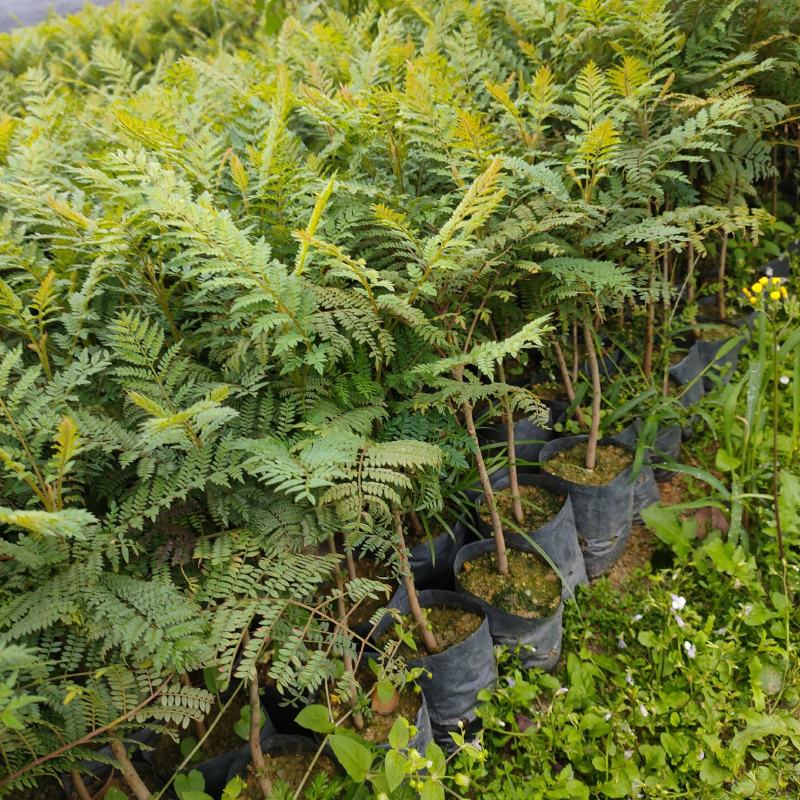 蓝花楹苗蓝雾树庭院园林绿化观花树苗美观好养